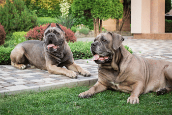 11 Protective Dog Breeds That Always Watch Over Families