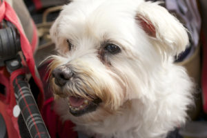 Ask A Vet: These Tear Stains On My Dog’s Face Won’t Go Away. What Can I Do?