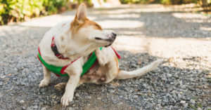 Can Probiotics For Dogs With Allergies Help?