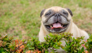 6 Things To Consider Before Buying a Canine Probiotic