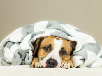 5 Remedies For Your Dog’s Gas, Diarrhea, Vomiting & Upset Stomach