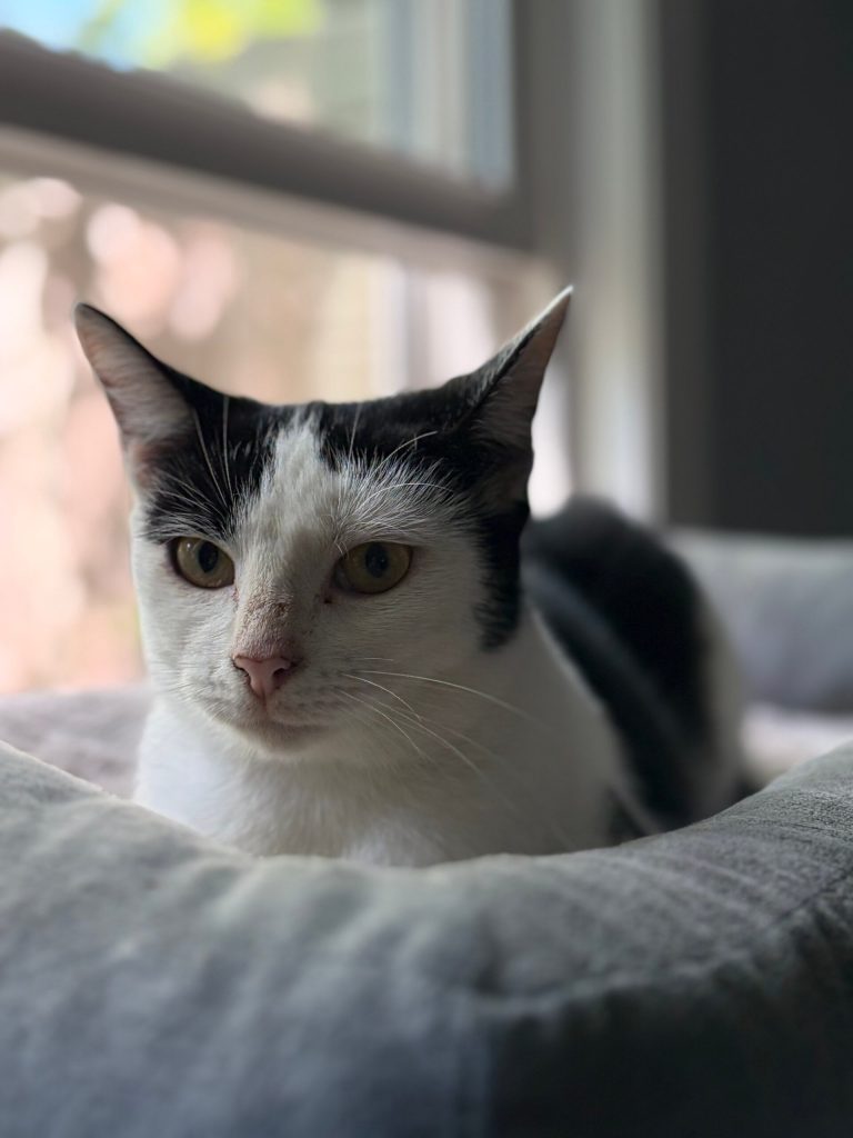 Indoors and Safe for the First Time, Adoptable Cat Sky Is on Cloud Nine