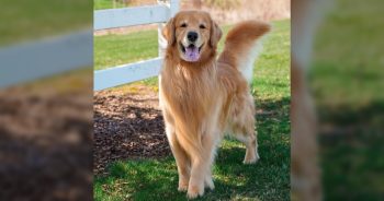 Beloved Golden Retriever Tucker Budzyn Dies After Sudden Health Turn