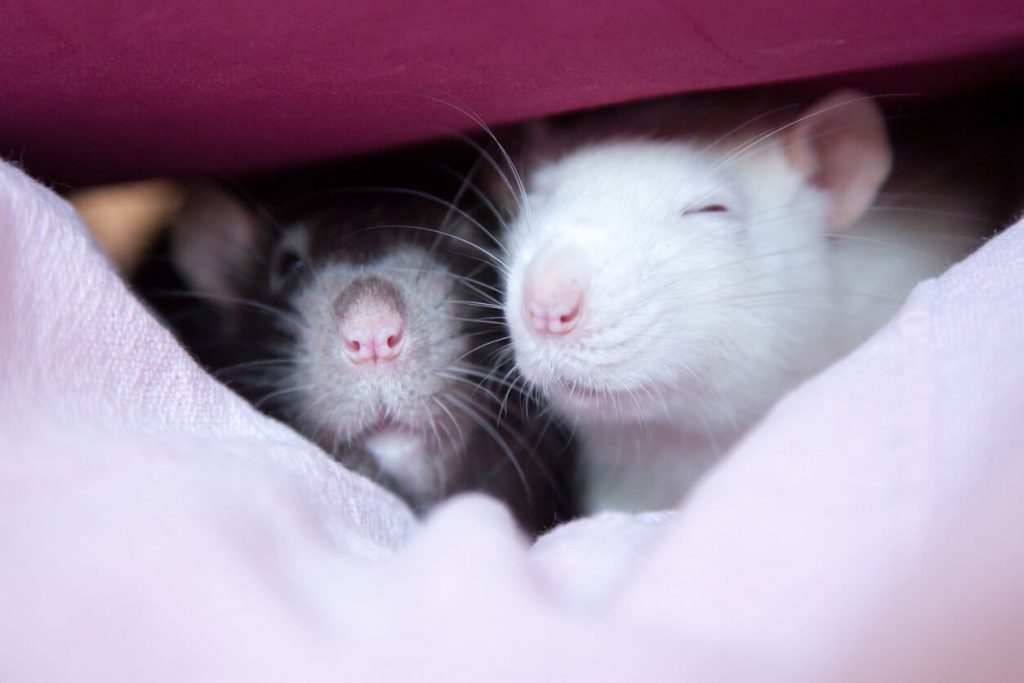 PETA Scientists Help Breathe New Life into Non-Animal Toxicity Testing