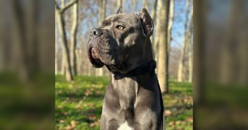 Cane Corso Abandoned for Being Too Gentle Finds Something Worth Guarding
