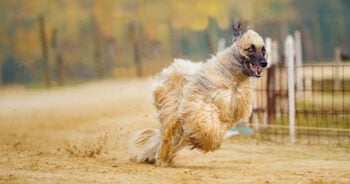 10 Least Obedient Dog Breeds (2026 Trainability Rankings)
