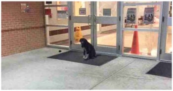 Stray Dog ‘Mysteriously Appeared’ At School Every Morning, So The Teacher Got Involved