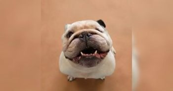 Senior Bulldog Is Shaped Like a Dinner Roll and Sounds Like a Broken Lawnmower