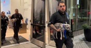 Woman Sees a Dog Who Needs Help, and One TikTok Changes Both Their Lives