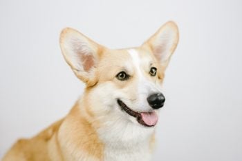 Male vs. Female Corgi Weight by Age 2026: Pembroke and Cardigan Size Charts