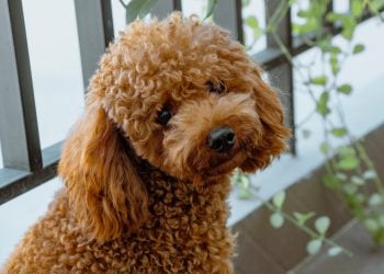 Male vs. Female Poodle Weight by Age 2026: Size Charts by Variety